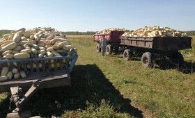 В Вязниковском районе собрали 1 800 тонн кабачков