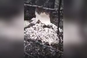 Во Владимирской области обточенную бобром осину показали на видео 