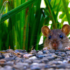 Владимирским фермерам пообещали нашествие мышей на полях