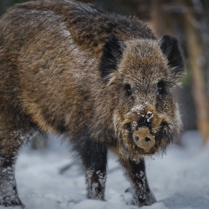 Во Владимирской области пересчитали волков и кабанов