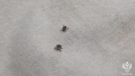 С начала 2025 года во Владимирской области обнаружили 5 клещей