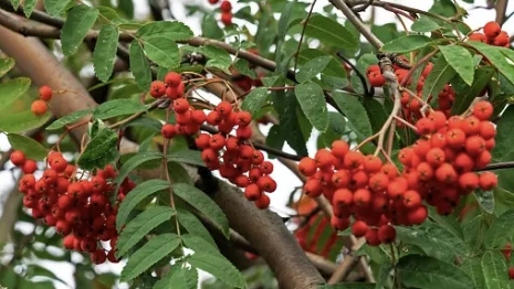 День Петра и Павла: что можно и нельзя делать 23 сентября