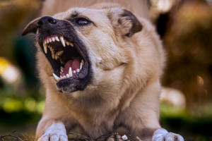 Владелец собаки, покусавшей ребенка, выплатит 100 тыс. рублей