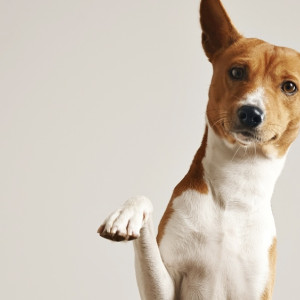 Приют для животных в Гусь-Хрустальном начали ремонтировать