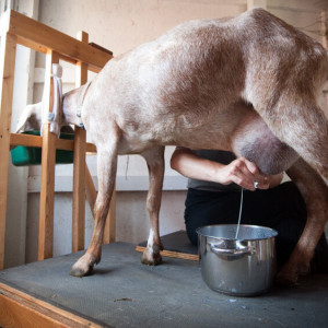 В Селивановском районе построят ферму по производству козьего молока
