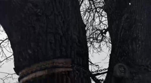 Во Владимире на 100-летнем дубе лопнула металлическая цепь