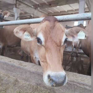 На ферме под Владимиром будут разводить коров редкой породы