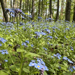 Во Владимире обсудят застройку около лесного парка «Дружба» многоэтажками