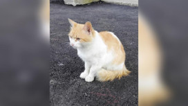 В Коврове мужчина выбросил кота в мешке на мороз