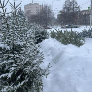 Во Владимире открылись 7 елочных базаров