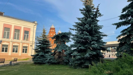 В центре Владимира срубили обезглавленную голубую ель