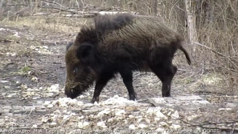 В Вязниковском районе сняли на видео прогулку кабанов