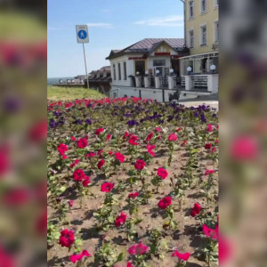 Во Владимире высадили 150 тысяч цветов