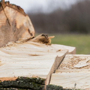 Упавшее в Судогодском районе дерево оставило без света несколько сел и деревень