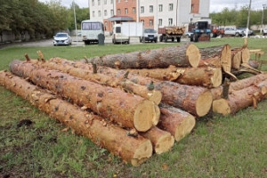 Житель Гусь-Хрустального попал под уголовное дело за спил деревьев на 600 тыс. рублей