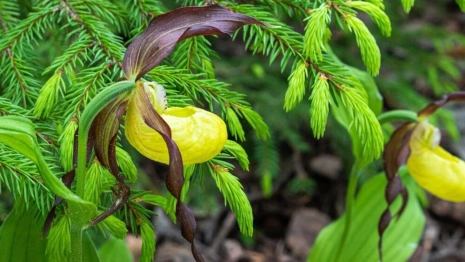 Во Владимирской области зацвели краснокнижные северные орхидеи