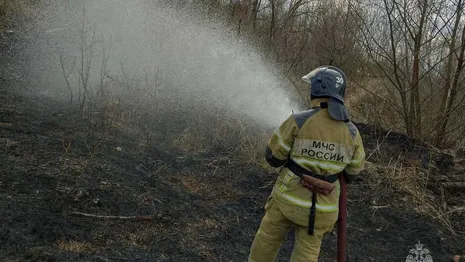 Во Владимирской области загорелись два леса
