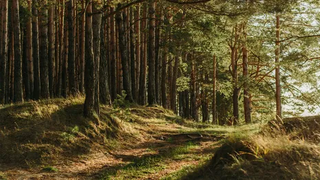 Жителям региона разрешат посещать леса во Владимирской области