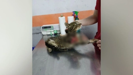 Во Владимирской области в депо нашли покалеченного кота