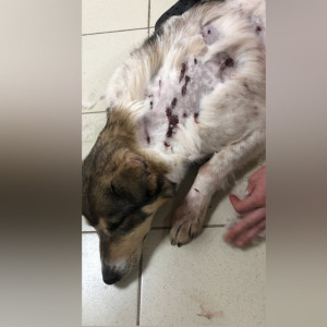 Во Владимирской области на поле расстреляли трех собак 