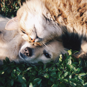 Владимирский депутат вступился за рискующий закрыться приют для бездомных животных