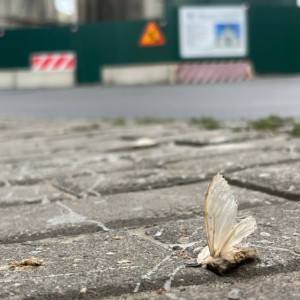 Непарного шелкопряда во Владимирской области будут ловить с помощью феромонных ловушек