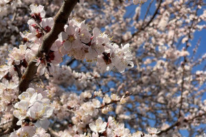 Во Владимирскую область на 5 дней придет аномальная жара