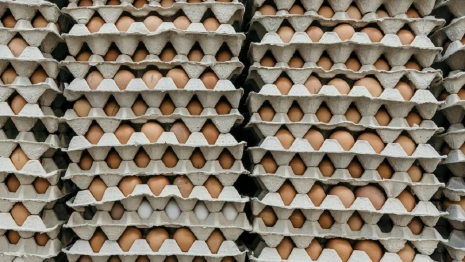 Во Владимирской области с птицефабрик собрали 580 млн яиц