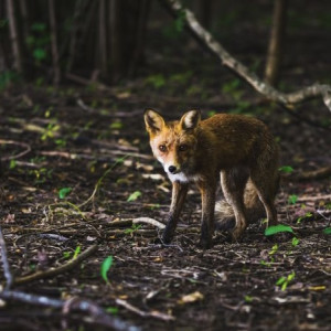 Во Владимире в Добром обнаружили очаг бешенства