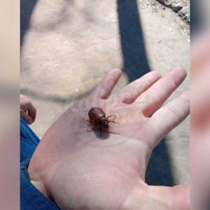 Во Владимирской области проснулись майские жуки