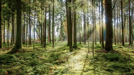 Во Владимире пропавшую 3 дня назад 76-летнюю бабушку нашли живой