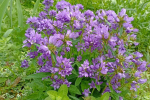 Прогноз погоды во Владимире и области на 29 августа