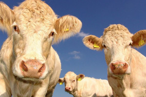 Во Владимирской области пожарные спасли 180 коров из горящей фермы