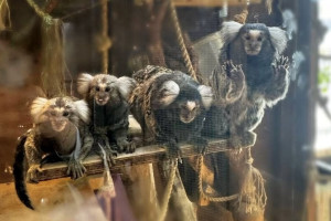 Во Владимире животных на выставке содержали среди плесени