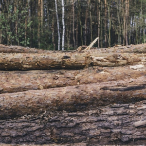 В Судогде неизвестные вырубили деревья на 1,1, млн рублей