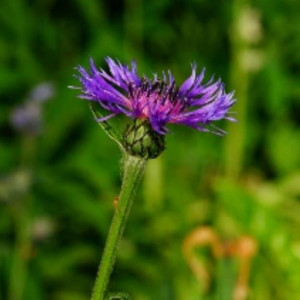 Прогноз погоды во Владимирской области на 17 июля