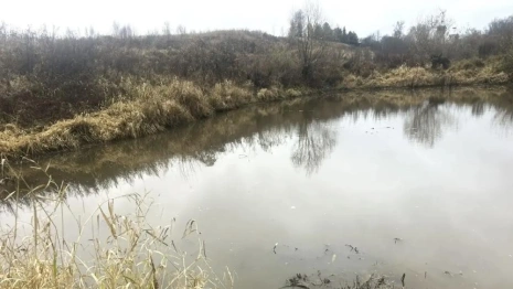 Массовая гибель рыбы в реке Пекша во Владимирской области привела к уголовному делу