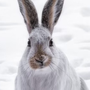 В Покрове мужчина погиб при охоте на зайцев