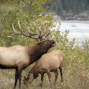 Во Владимирской области иномарка сбила лося