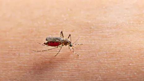Комаров из Владимирской области будут обследовать на лихорадку Западного Нила
