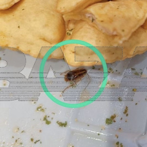 В «Чебупицце» владимирского производства обнаружили таракана