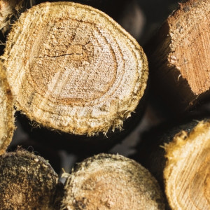 Гендиректор фирмы в Судогодском районе попал под следствие за контрабанду древесины