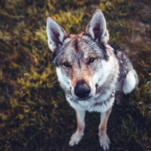В Собинском районе обнаружили третий очаг бешенства