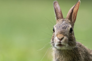В Юрьев-Польском районе сняли драку зайцев-русаков