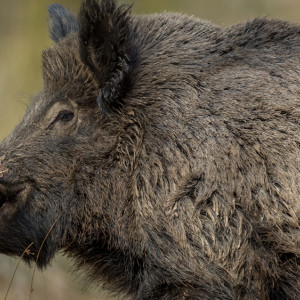 Народные приметы: что можно и нельзя делать 12 января в Анисьин день