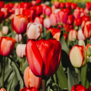 Владимир решили украсить арфами, звездой и чашей