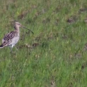 Во Владимирской области заметили краснокнижную птицу