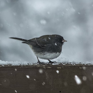 Прогноз погоды во Владимирской области на 10 декабря