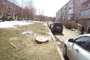 В Кольчугино произошло нашествие ясеневой златки