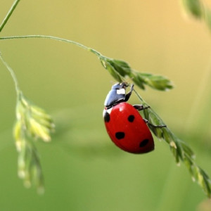 Во Владимирской области на рабочей неделе воздух прогреется до +17